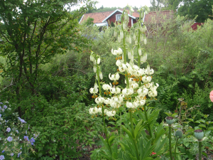 Lilium martagon album